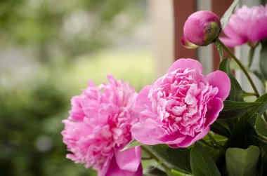 pembe peonies. Soyut pembe Şakayık çiçeği arka plan. Pembe Şakayık makro