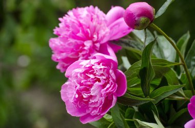 pembe peonies. Soyut pembe Şakayık çiçeği arka plan. Pembe Şakayık makro