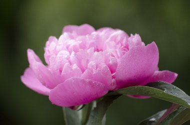 pembe peonies. Soyut pembe Şakayık çiçeği arka plan. Pembe Şakayık makro