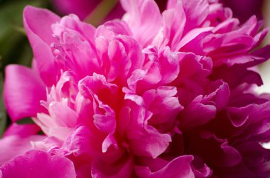 Soyut pembe şakayık çiçeği arka plan. Pembe şakayık makro