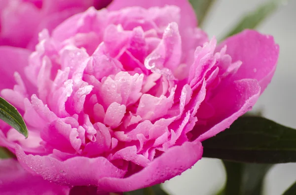 Flores de peônia rosa no fundo de madeira vintage branco. Espaço de cópia, cores dessaturadas. Casamento, cartão de presente, dia dos namorados ou dia das mães fundo — Fotografia de Stock