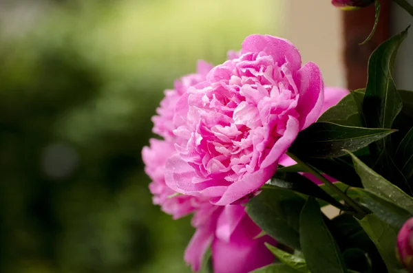 Peonías rosadas. Fondo de flores de peonía rosa abstracta.Macro de peonía rosa — Foto de Stock