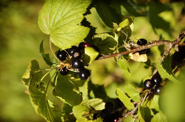 Black currant branch with water drops after rain — Stock Photo, Image