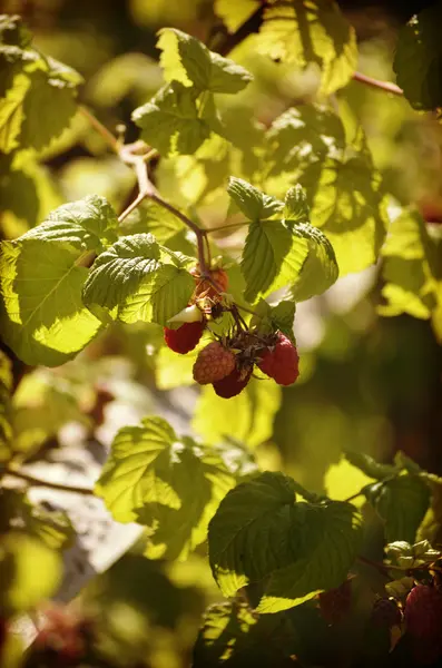 En el jardín en las ramas de la frambuesa Bush está madurando un gran número de grandes frambuesas entre las hojas verdes . —  Fotos de Stock