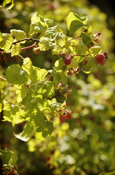 En el jardín en las ramas de la frambuesa Bush está madurando un gran número de grandes frambuesas entre las hojas verdes . —  Fotos de Stock