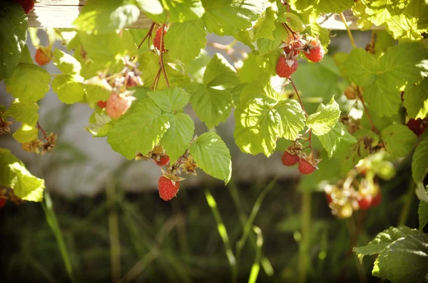 Framboise framboise, framboise plantation — Photo