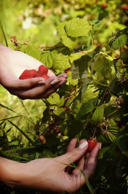 Uzun boylu bir bitki ahududu meyve çiftlikte toplama