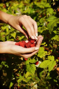 Üst düzey kadın bahçede ahududu toplama