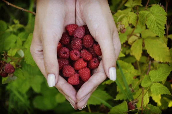 Raspberries in women's hands — Stock Photo, Image