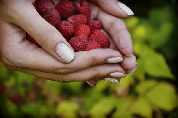 Raspberries in women's hands — Stock Photo, Image