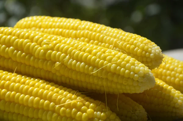 Fresh yellow sweet corn on wooden table — Stock Photo, Image