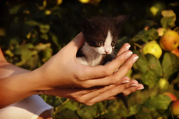 Cute mały kotek, siedząc w rękach kobiet — Zdjęcie stockowe