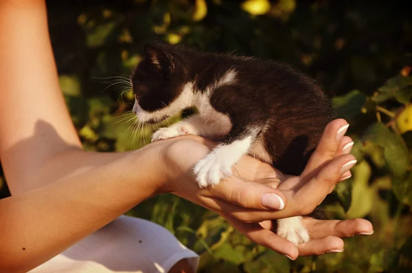 Cute mały kotek, siedząc w rękach kobiet — Zdjęcie stockowe