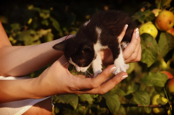 Lindo gatito sentado en mujeres manos — Foto de Stock