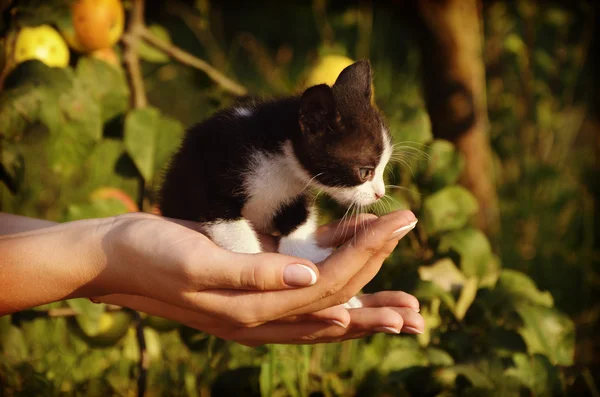 Cute mały kotek, siedząc w rękach kobiet — Zdjęcie stockowe