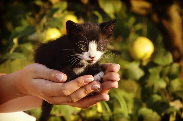 Cute mały kotek, siedząc w rękach kobiet — Zdjęcie stockowe