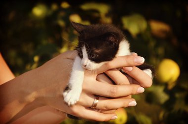 cute little kitten sitting in women hands clipart