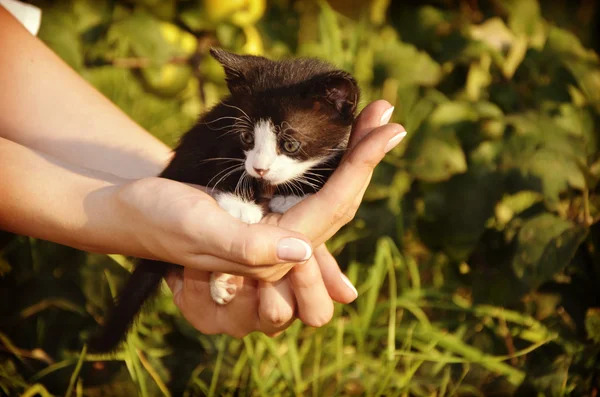 Lindo gatito sentado en mujeres manos — Foto de Stock