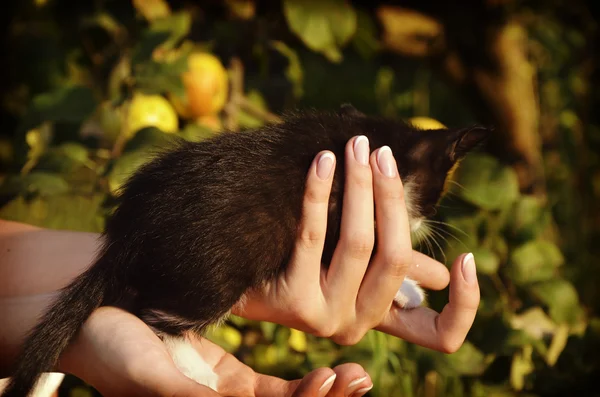 Lindo gatito sentado en mujeres manos — Foto de Stock