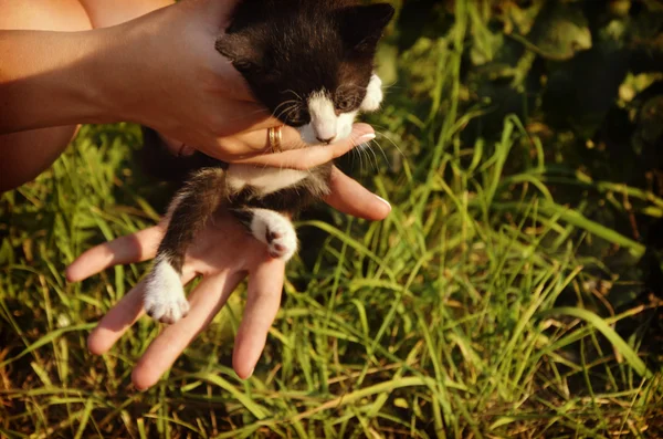 一个小小的盲人小猫在手 — 图库照片