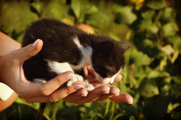 Un gatito ciego en la mano — Foto de Stock