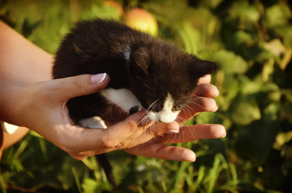 Lindo gatito sentado en mujeres manos — Foto de Stock