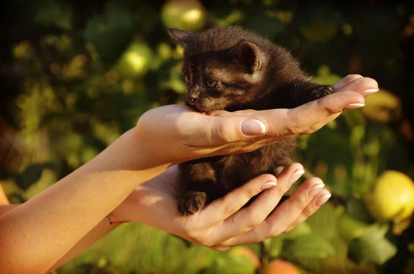 Pequeño gatito en la mano en la mesa con luz del día — Foto de Stock