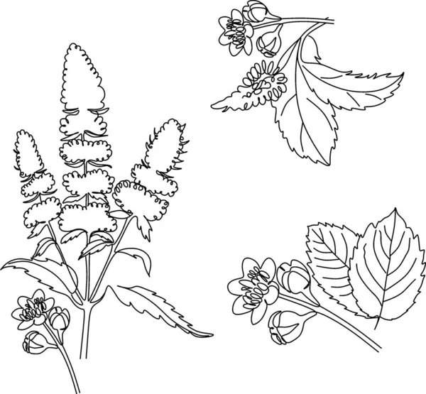 Des Herbes Des Épices Herbes Dessinées Lignes Noires Sur Fond — Image vectorielle