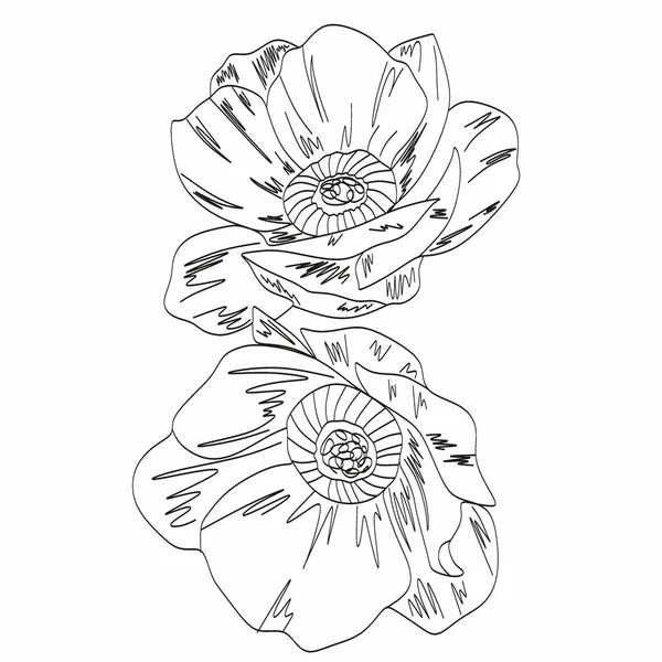 Рисунок Пион Лайн Вектор Цветочной Линии Ботанический Логотип Пионов — стоковый вектор