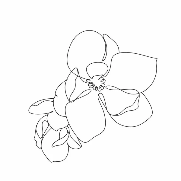 Magnolia Ligne Dessin Vecteur Flower Line Art Illustration Botanique — Image vectorielle