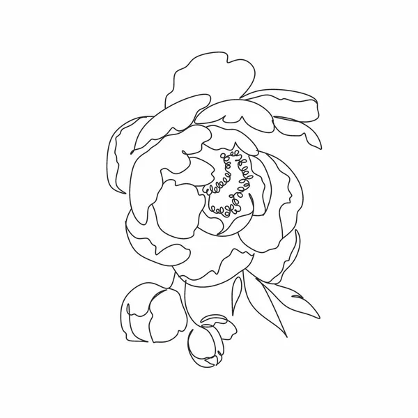 Dibujo Peony Line Flor Línea Arte Vector Peonías Logo Botánico — Vector de stock