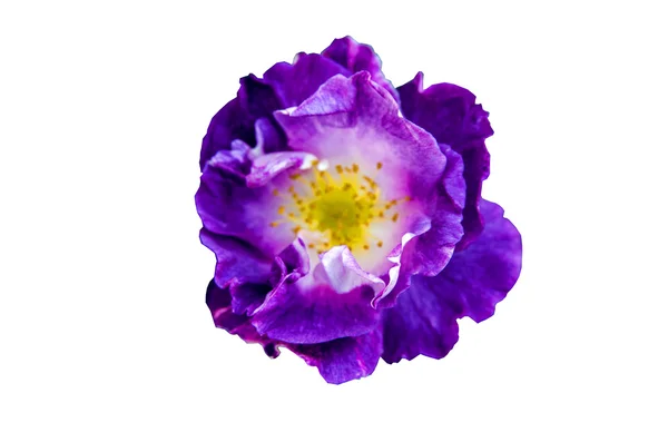 Purpur розы в белом — стоковое фото