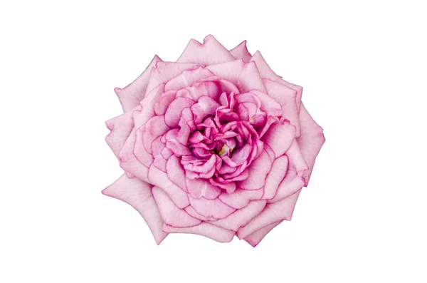 Rosa rosa em branco — Fotografia de Stock