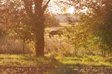 güzel kahverengi at