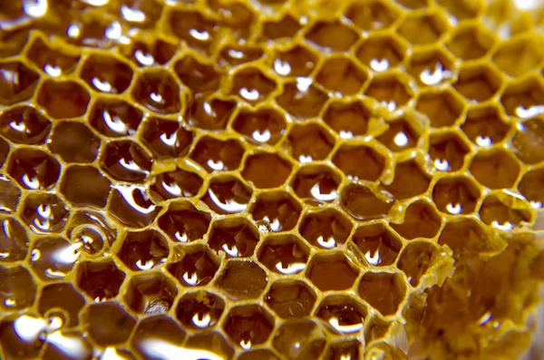 Honeycomb with sweet  honey on white background — ストック写真