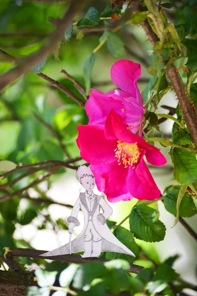 玫瑰灌木丛中的小王子 — 图库照片