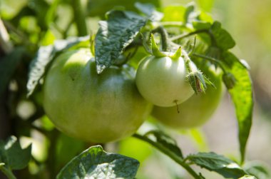 Yaz bahçesinde yeşil domates