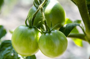 Yaz bahçesinde yeşil domates