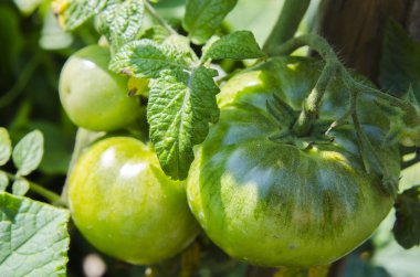 Yaz bahçesinde yeşil domates