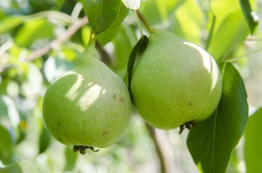 Yaz aylarında bir ağaç üzerinde büyüyen yeşil armut