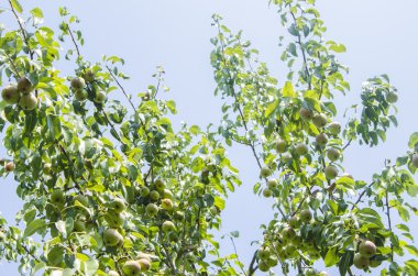Yaz aylarında bir ağaç üzerinde büyüyen yeşil armut