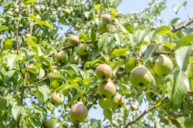 Yaz aylarında bir ağaç üzerinde büyüyen yeşil armut