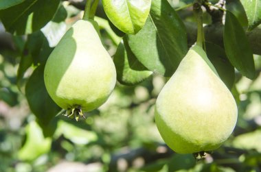 Yaz aylarında bir ağaç üzerinde büyüyen yeşil armut