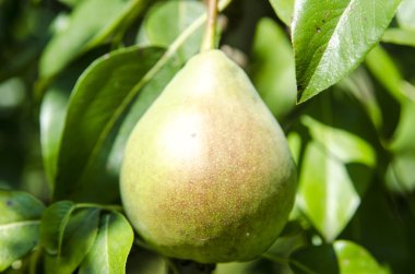 Yaz aylarında bir ağaç üzerinde büyüyen yeşil armut