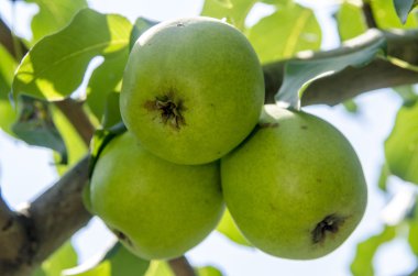 Yaz aylarında bir ağaç üzerinde büyüyen yeşil armut