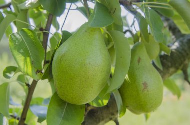 Yaz aylarında bir ağaç üzerinde büyüyen yeşil armut