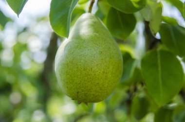 Yaz aylarında bir ağaç üzerinde büyüyen yeşil armut