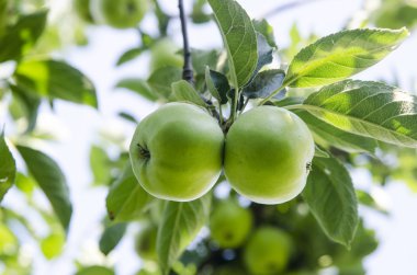 Elma ağacı üzerinde büyüyen yaprakları ile