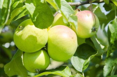 Elma ağacı üzerinde büyüyen yaprakları ile