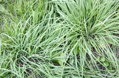 Elma ağacı üzerinde büyüyen yaprakları ile